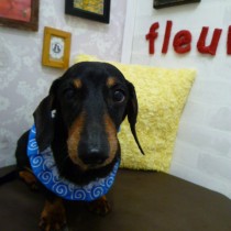 スムースダックス