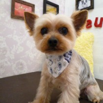 ヨークシャテリア