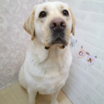 ラブラドールレトリバー