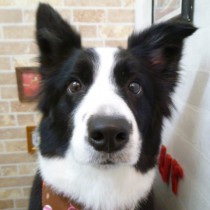 ボーダーコリー