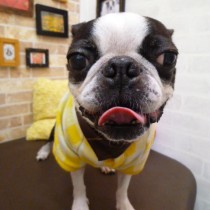 ボストンテリア