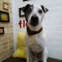 ジャックラッセルテリア