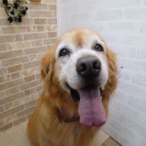 ゴールデンレトリバー