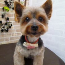 ヨークシャテリア