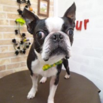 ボストンテリア