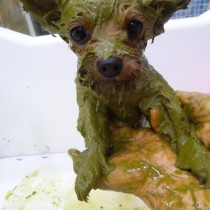 ヨークシャテリア