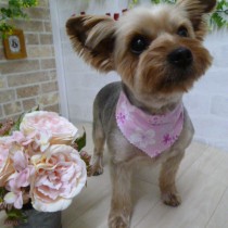 ヨークシャテリア