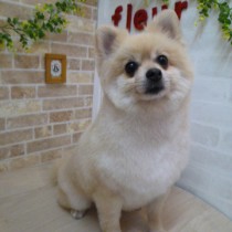 ポメラニアン