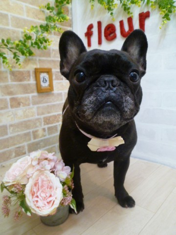 フレンチブルドッグ