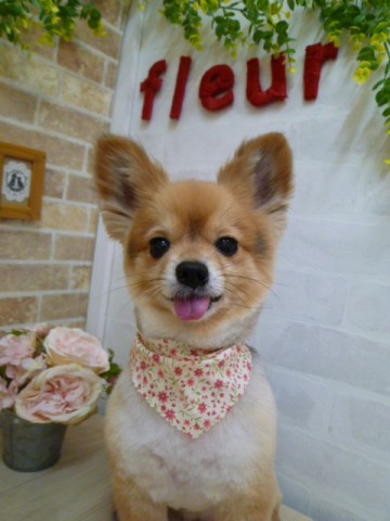 パピヨン×チワワＭＩＸ