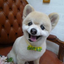 ポメラニアン