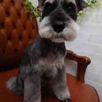 Ｍシュナウザー