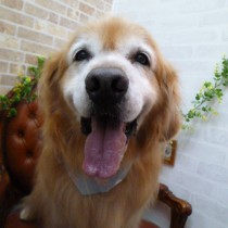 ゴールデンレトリーバー