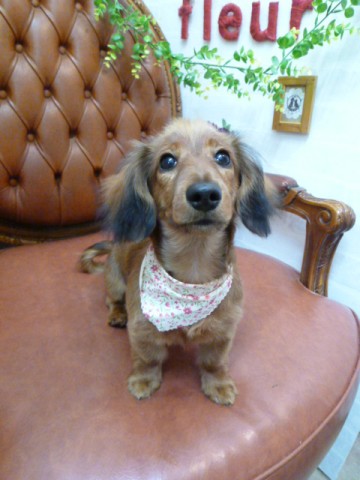 カニヘンダックス