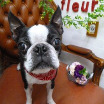 ボストンテリア