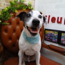 ジャックラッセルテリア