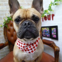 フレンチブルドッグ