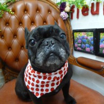 フレンチブルドッグ