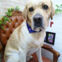 ラブラドールレトリバー