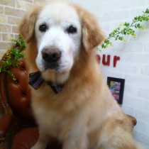 ゴールデンＭＩＸ