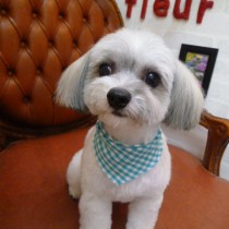 シーズーＭＩＸ