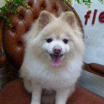 ポメラニアン