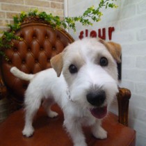 ジャックラッセルテリア