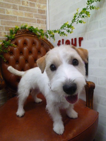 ジャックラッセルテリア