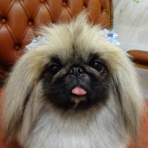 ペキニーズ