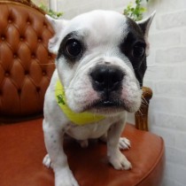 フレンチブルドッグ