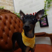 ミニチュアピンシャー