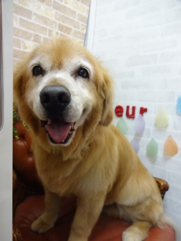 ゴールデンレトリバー