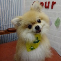 ポメラニアン