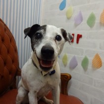 ジャックラッセルテリア