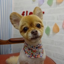 ポメ×チワワＭＩＸ