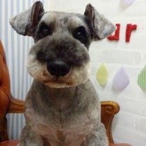 Ｍシュナウザー