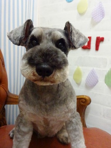 Ｍシュナウザー