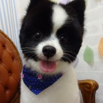 ポメラニアン