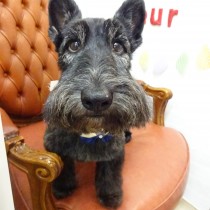 スコティッシュテリア