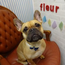 フレンチブルドッグ