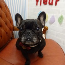 フレンチブルドッグ