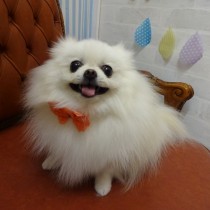 ポメラニアン