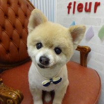 ポメラニアン