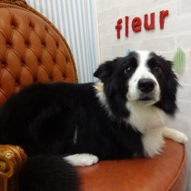 ボーダーコリー