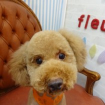 トイプードル