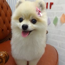 ポメラニアン