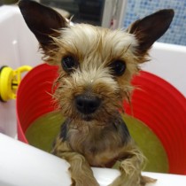 ヨークシャテリア