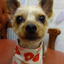 ヨークシャテリア