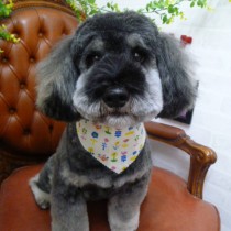 シュナウザーＭＩＸ