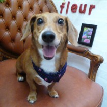 ジャックラセルＭＩＸ